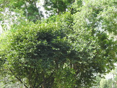 Diospyros malabarica