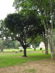 Diospyros malabarica