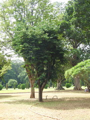 Diospyros malabarica