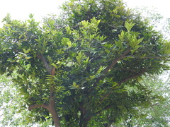 Diospyros malabarica