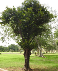 Diospyros malabarica