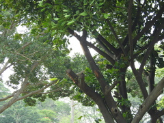 Diospyros malabarica