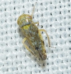 Opsius stactogalus