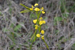 Diuris tricolor