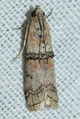 Merulempista turturella