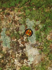 Australoneda bourgeoisi