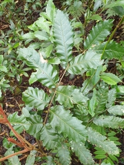 Cupaniopsis flagelliformis