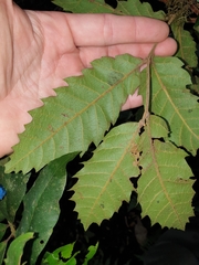 Cupaniopsis flagelliformis