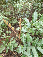 Cupaniopsis flagelliformis