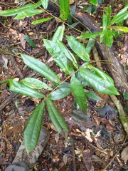 Austrosteenisia glabristyla