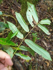 Austrosteenisia glabristyla