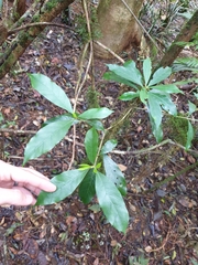 Atractocarpus benthamianus
