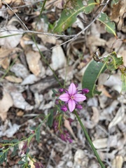 Boronia fastigiata