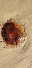 Desmonema gaudichaudi