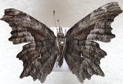 Polygonia gracilis