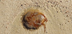 Desmonema gaudichaudi