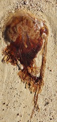 Desmonema gaudichaudi