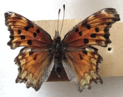 Polygonia gracilis
