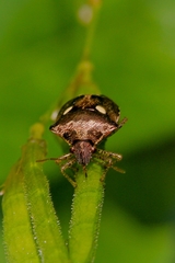Eysarcoris