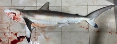 Carcharhinus sorrah