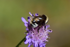 Bombus