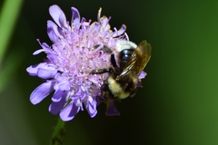 Bombus