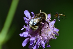 Bombus