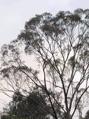 Calyptorhynchus lathami