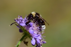 Bombus
