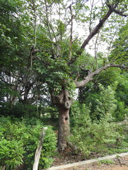 Artocarpus gomezianus
