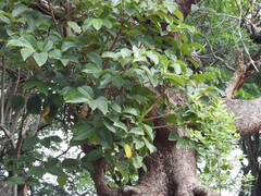 Artocarpus gomezianus