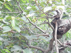 Artocarpus gomezianus