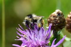 Bombus sylvarum