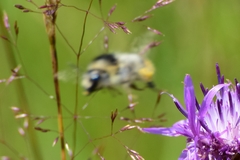 Bombus sylvarum