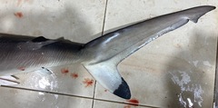 Carcharhinus sorrah