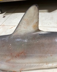 Carcharhinus sorrah