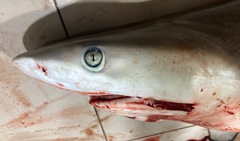 Carcharhinus sorrah
