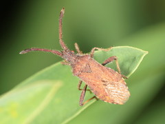 Coriomeris denticulatus