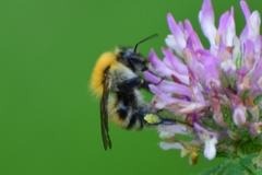Bombus