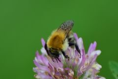 Bombus