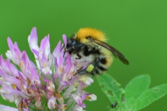 Bombus