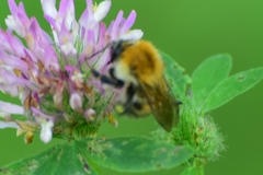 Bombus