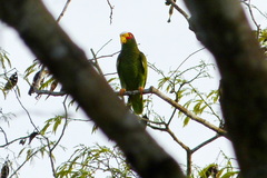 Amazona xantholora