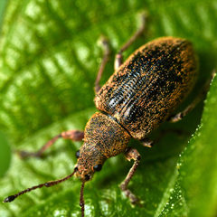 Phyllobius pyri