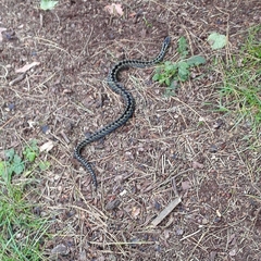Vipera berus berus