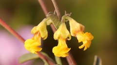 Hermannia diversistipula