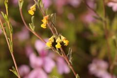 Hermannia diversistipula