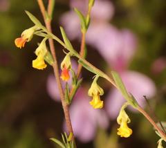 Hermannia diversistipula
