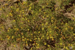 Pultenaea pedunculata