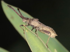 Coriomeris denticulatus